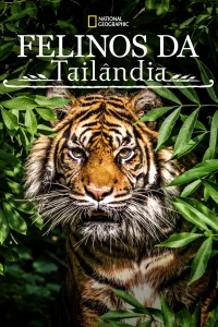 ดูหนัง ออนไลน์ Thailands Wild Cats (2021) เต็มเรื่อง