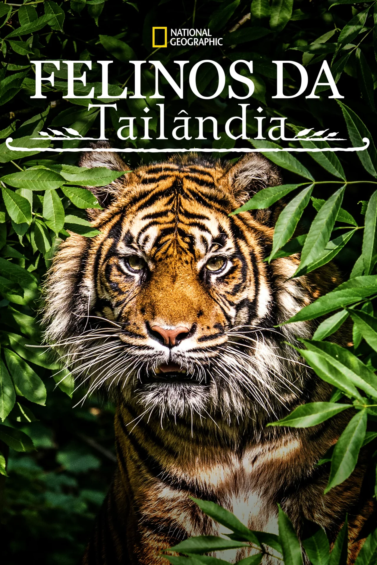 ดูหนัง Thailands Wild Cats (2021) เต็มเรื่อง