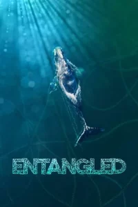 Entangled The Race to Save Right Whales from Extinction (2020)